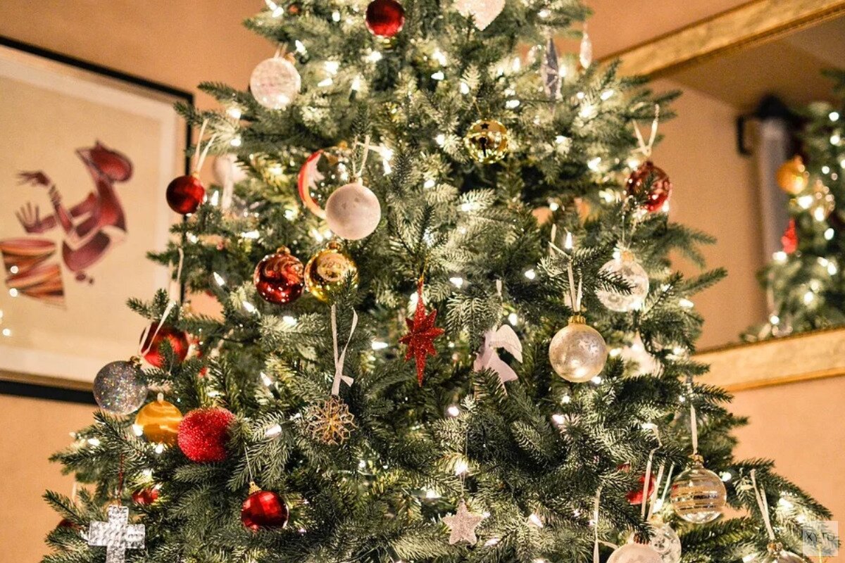 Kerstboom opruimen laten ophalen of wegbrengen Haagsdagblad.nl