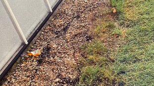 Getuigen gezocht van overvallen op geldlopers in en nabij Den Haag