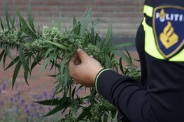 Politie neemt 31 kilo hennep in beslag