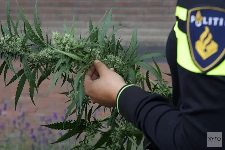 Politie neemt 31 kilo hennep in beslag