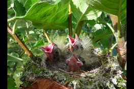 Jonge vogels houden dierenambulance bezig