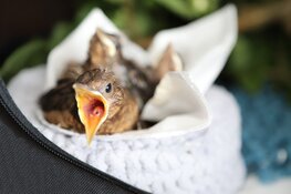 Jonge vogels houden dierenambulance bezig
