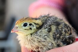 Jonge vogels houden dierenambulance bezig