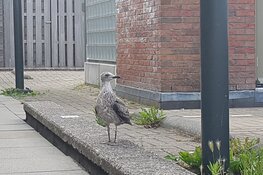 Jonge-meeuwenseizoen van start!