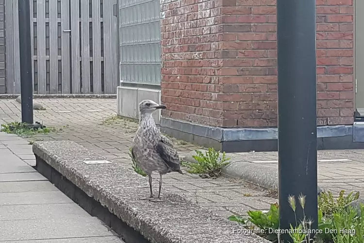 Jonge-meeuwenseizoen van start!