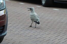 Jonge-meeuwenseizoen van start!