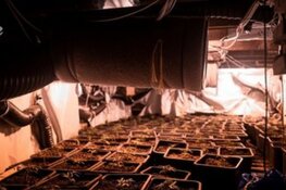 Hennepkwekerij in woning, vier verdachten aangehouden