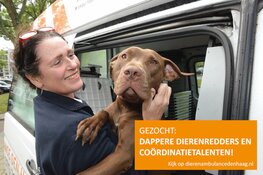 Dierenambulance Den Haag zoekt dappere dierenredders en coördinatietalenten
