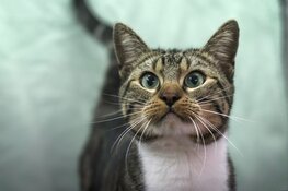 Stichting Nationale Dierenzorg organiseert Fotowedstrijd “Het leukste (huis) dier van 2020”