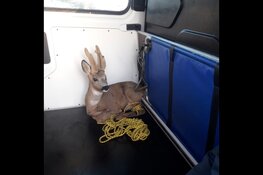 Reebok in de voortuin