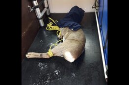 Reebok in de voortuin