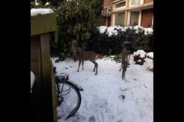 Reebok in de voortuin