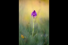 Orchideeën in de duinen