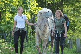 Dierenambulance Den Haag haalt kameel op
