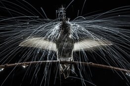 National Geographic fototentoonstelling SPECTACLE in Museon
