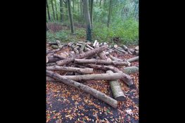 Houtverkoop Haagse Bos