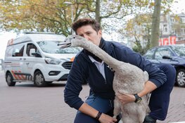 Persbericht: Dierenambulance Den Haag zoekt vrijwilligers