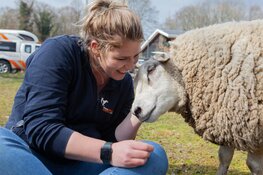 Basiscursus voor vrijwilligers Dierenambulance Den Haag start in Den Haag