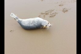 Dierenambulance Den Haag roept op: “Houd afstand van zeehonden op het strand!”