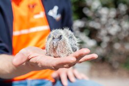Dierenambulance start crowdfunding voor warm houden jonge vogels
