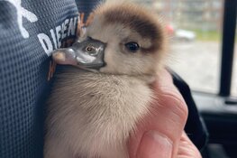 Dierenambulance start crowdfunding voor warm houden jonge vogels