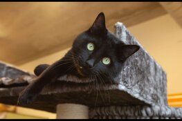 Energieke pyrrhura Balou en schuchter katje Pretsel zoeken nieuw thuis