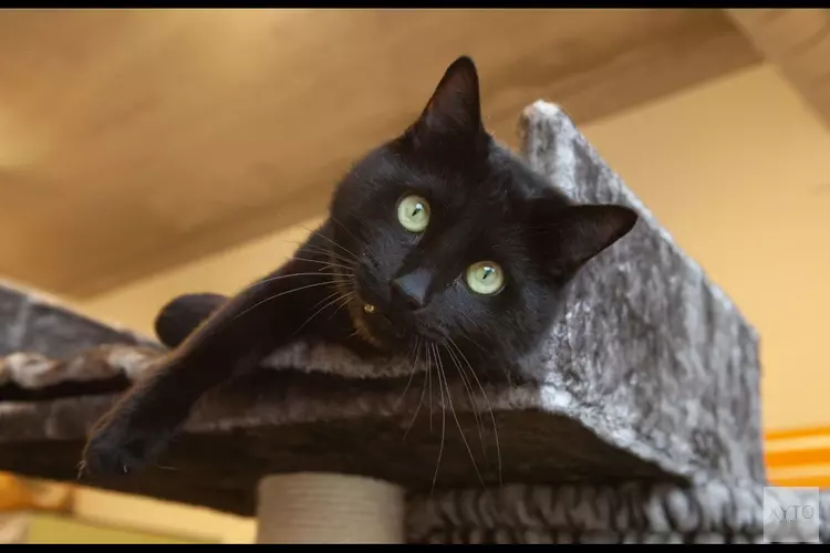 Energieke pyrrhura Balou en schuchter katje Pretsel zoeken nieuw thuis