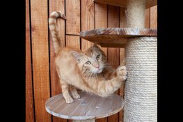 Energieke pyrrhura Balou en schuchter katje Pretsel zoeken nieuw thuis