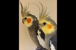 Energieke pyrrhura Balou en schuchter katje Pretsel zoeken nieuw thuis