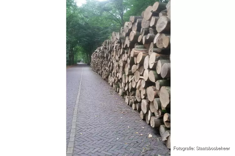 Vanaf maandag 18 juli 2022 twee maanden werkzaamheden in het Haagse Bos