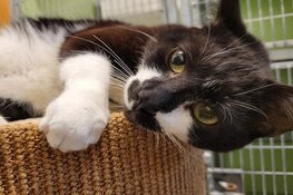 Overvolle kattenkamers bij Dierenhospitaal Den Haag