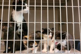 Overvolle kattenkamers bij Dierenhospitaal Den Haag