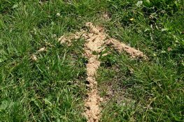 Dierenambulance Den Haag viert vijftig jarig bestaan met natuurspeurtocht langs vogelopvang en egelopvang