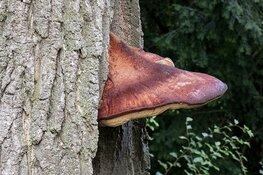 Vandaag in het duin : Op zoek naar de biefstukzwam