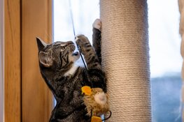 Wie helpt de dieren van Dierenhospitaal Den Haag aan een mandje voor kerst?