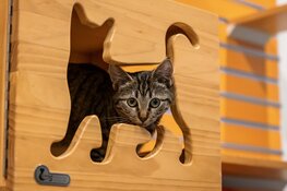 Wie helpt de dieren van Dierenhospitaal Den Haag aan een mandje voor kerst?