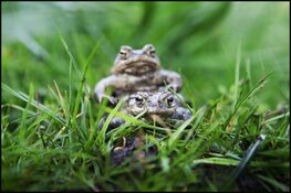 Dierenbescherming zoekt paddenoverzetters in Den Haag