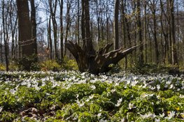Excursie Tijdreis door het Haagse Bos