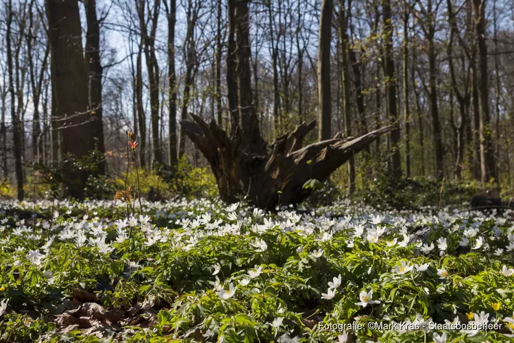 Excursie Tijdreis door het Haagse Bos