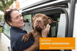 Haagse dieren zoeken jou!