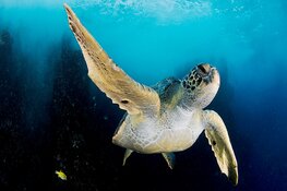 Duik deze meivakantie in de diepte met vele activiteiten in Museon-Omniversum