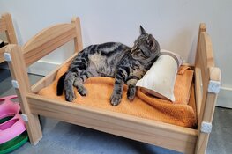Dierenambulance Den Haag radeloos: "Laat je kat helpen!"