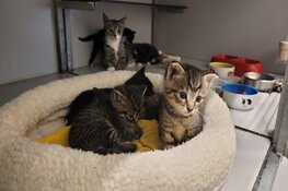 Dierenambulance Den Haag radeloos: "Laat je kat helpen!"