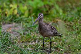 Noord-Kethel klaar voor weidevogels