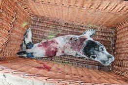 Honden bijten zeehonden!