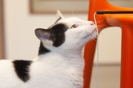 Katten Dierenhospitaal Den Haag zoeken een mandje voor kerst