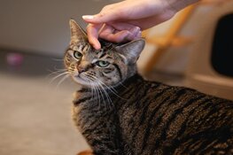 Katten Dierenhospitaal Den Haag zoeken een mandje voor kerst