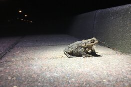 Dierenbescherming zoekt paddenoverzetters in Den Haag