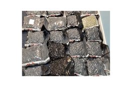 Bijzondere hennepvondst in Den Haag