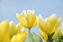 Scheveningse ondernemers bedanken bezoekers in de krokusvakantie met 25.000 tulpen
